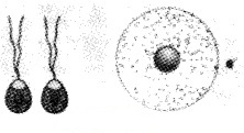 Plus Two Botany Chapter Wise Questions and Answers Chapter 1 Reproduction in Organisms 2M Q40