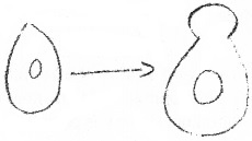 Plus Two Botany Chapter Wise Questions and Answers Chapter 1 Reproduction in Organisms 2M Q6