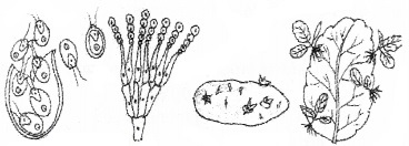 Plus Two Botany Chapter Wise Questions and Answers Chapter 1 Reproduction in Organisms 2M Q7