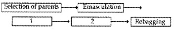 Plus Two Botany Chapter Wise Questions and Answers Chapter 2 Sexual Reproduction in Flowering Plants 2M Q37