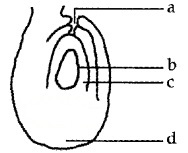 Plus Two Botany Chapter Wise Questions and Answers Chapter 2 Sexual Reproduction in Flowering Plants 2M Q41