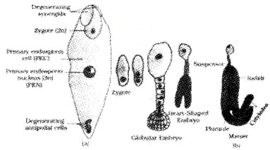 Plus Two Botany Chapter Wise Questions and Answers Chapter 2 Sexual Reproduction in Flowering Plants 2M Q8