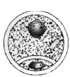 Plus Two Botany Chapter Wise Questions and Answers Chapter 2 Sexual Reproduction in Flowering Plants 3M Q16