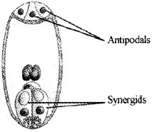 Plus Two Botany Chapter Wise Questions and Answers Chapter 2 Sexual Reproduction in Flowering Plants 3M Q17.1