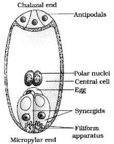 Plus Two Botany Chapter Wise Questions and Answers Chapter 2 Sexual Reproduction in Flowering Plants 3M Q5