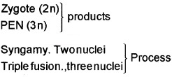 Plus Two Botany Chapter Wise Questions and Answers Chapter 2 Sexual Reproduction in Flowering Plants 3M Q6