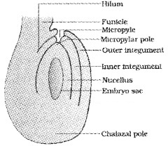 Plus Two Botany Chapter Wise Questions and Answers Chapter 2 Sexual Reproduction in Flowering Plants Textbook Questions Q4