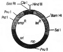 Plus Two Botany Chapter Wise Questions and Answers Chapter 4 Biotechnology Principles and Processes 2M Q35