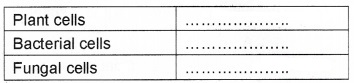 Plus Two Botany Chapter Wise Questions and Answers Chapter 4 Biotechnology Principles and Processes 2M Q37