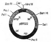 Plus Two Botany Chapter Wise Questions and Answers Chapter 4 Biotechnology Principles and Processes 2M Q42