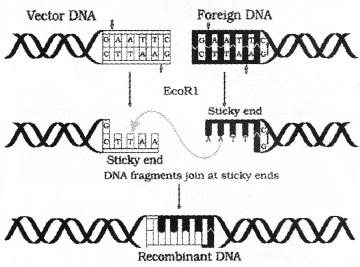 Plus Two Botany Chapter Wise Questions and Answers Chapter 4 Biotechnology Principles and Processes 3M Q2