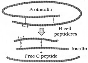 Plus Two Botany Chapter Wise Questions and Answers Chapter 5 Biotechnology and its Applications 2M Q33