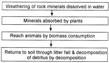 Plus Two Botany Chapter Wise Questions and Answers Chapter 7 Ecosystem 2M Q25