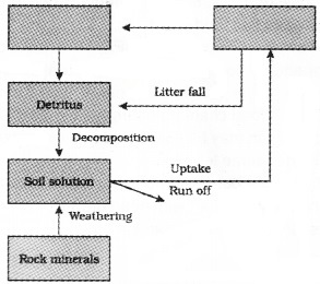 Plus Two Botany Chapter Wise Questions and Answers Chapter 7 Ecosystem 2M Q41