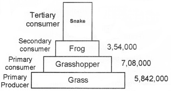 Plus Two Botany Chapter Wise Questions and Answers Chapter 7 Ecosystem 3M Q8