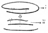 Plus Two Botany Model Question Paper 1, 1