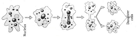 Plus Two Botany Notes Chapter 1 Reproduction in Organisms 1