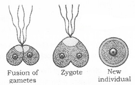 Plus Two Botany Notes Chapter 1 Reproduction in Organisms 10