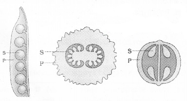 Plus Two Botany Notes Chapter 1 Reproduction in Organisms 11