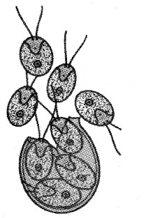 Plus Two Botany Notes Chapter 1 Reproduction in Organisms 3