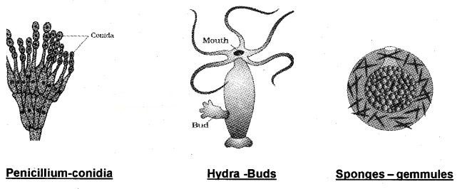 Plus Two Botany Notes Chapter 1 Reproduction in Organisms 4