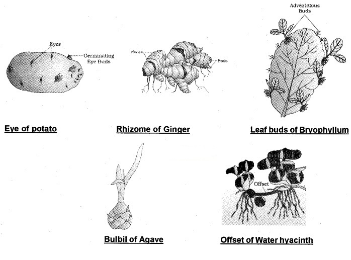 Plus Two Botany Notes Chapter 1 Reproduction in Organisms 5