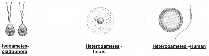 Plus Two Botany Notes Chapter 1 Reproduction in Organisms 6