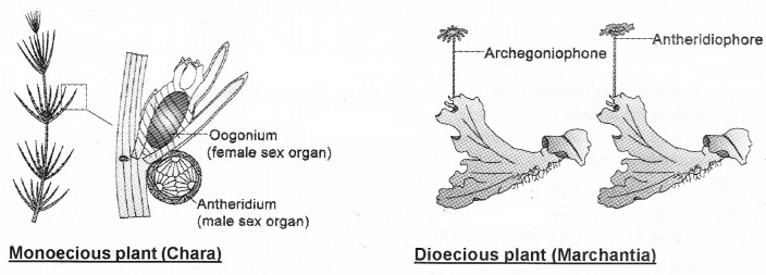 Plus Two Botany Notes Chapter 1 Reproduction in Organisms 7