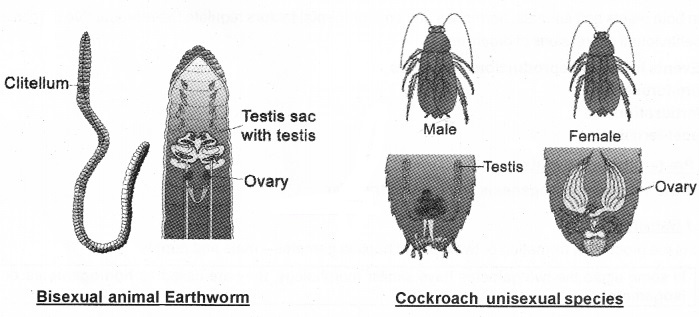 Plus Two Botany Notes Chapter 1 Reproduction in Organisms 8