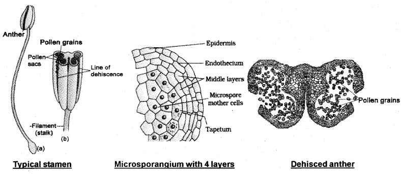 Plus Two Botany Notes Chapter 2 Sexual Reproduction in Flowering Plants 1