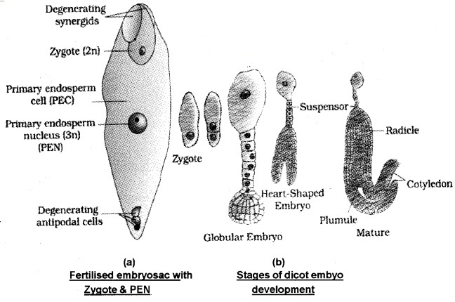 Plus Two Botany Notes Chapter 2 Sexual Reproduction in Flowering Plants 11