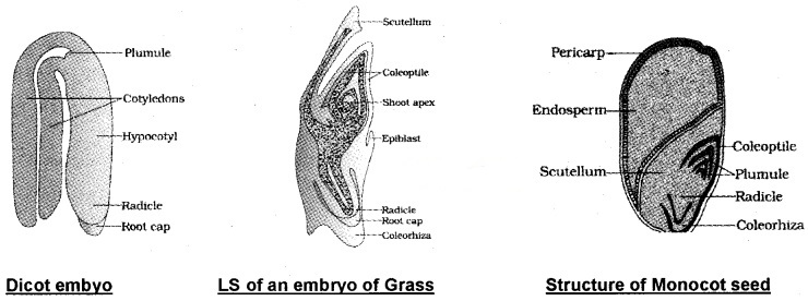 Plus Two Botany Notes Chapter 2 Sexual Reproduction in Flowering Plants 12