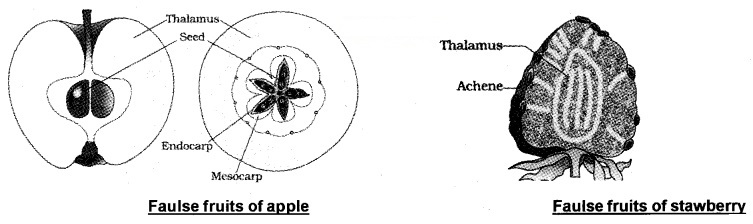 Plus Two Botany Notes Chapter 2 Sexual Reproduction in Flowering Plants 13