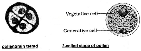 Plus Two Botany Notes Chapter 2 Sexual Reproduction in Flowering Plants 2