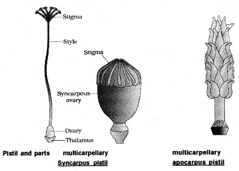 Plus Two Botany Notes Chapter 2 Sexual Reproduction in Flowering Plants 4