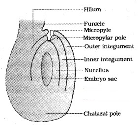 Plus Two Botany Notes Chapter 2 Sexual Reproduction in Flowering Plants 5