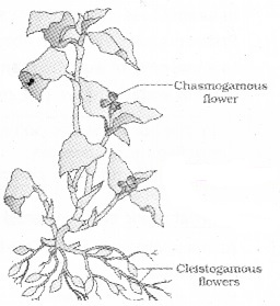 Plus Two Botany Notes Chapter 2 Sexual Reproduction in Flowering Plants 7