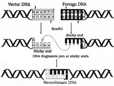 Plus Two Botany Notes Chapter 4 Biotechnology Principles and Processes 1