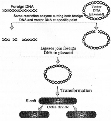 Plus Two Botany Notes Chapter 4 Biotechnology Principles and Processes 2