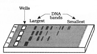 Plus Two Botany Notes Chapter 4 Biotechnology Principles and Processes 3