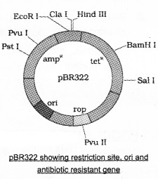 Plus Two Botany Notes Chapter 4 Biotechnology Principles and Processes 4