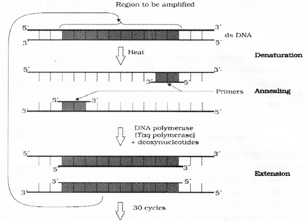 Plus Two Botany Notes Chapter 4 Biotechnology Principles and Processes 5