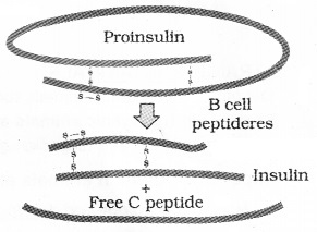 Plus Two Botany Notes Chapter 5 Biotechnology and its Applications 3