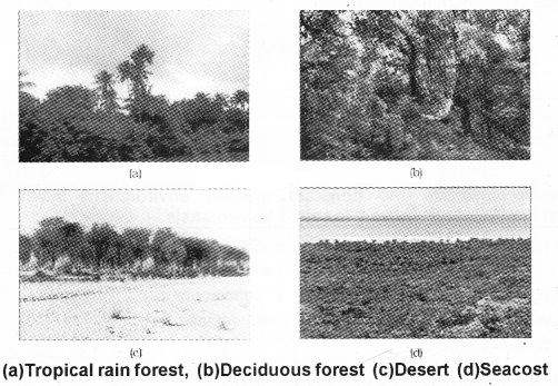 Plus Two Botany Notes Chapter 6 Organisms and Populations 2