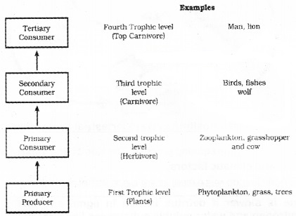 Plus Two Botany Notes Chapter 7 Ecosystem 4