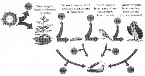 Plus Two Botany Notes Chapter 7 Ecosystem 5