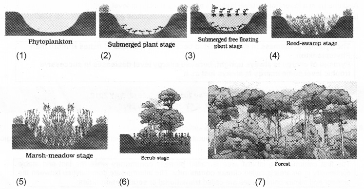 Plus Two Botany Notes Chapter 7 Ecosystem 7