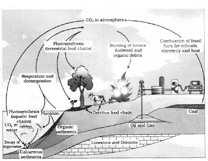 Plus Two Botany Notes Chapter 7 Ecosystem 8