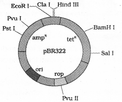 Plus Two Botany Previous Year Question Paper March 2018, 1