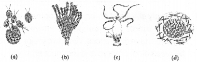 Plus Two Botany Previous Year Question Paper March 2019, 1